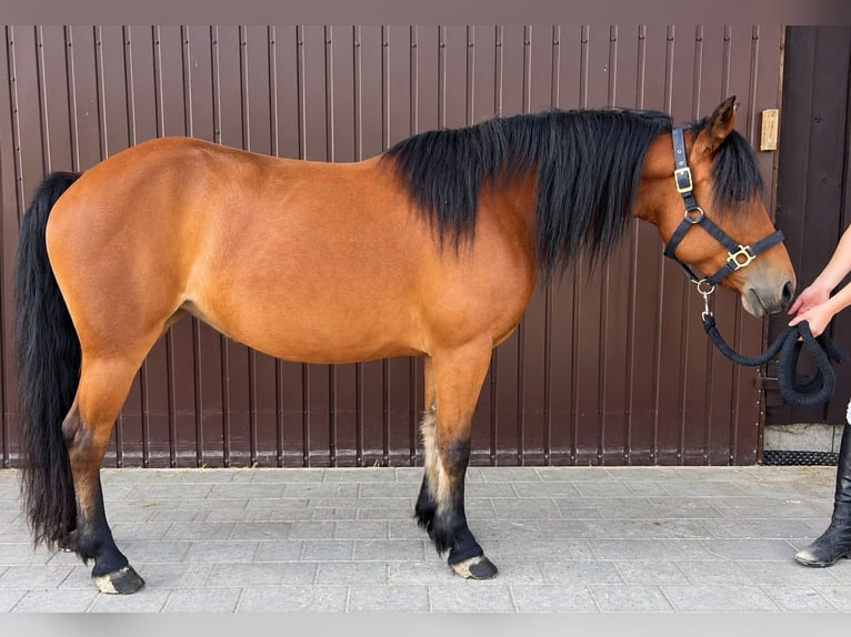 Poni clásico Yegua 5 años 141 cm Castaño in Helpfau
