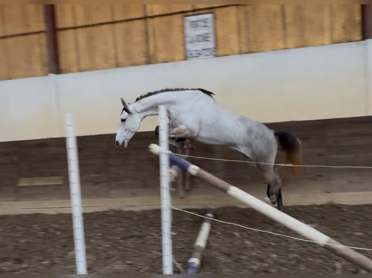 Poni clásico Yegua 5 años 146 cm Tordo in Saint-Pardoux-du-Breuil