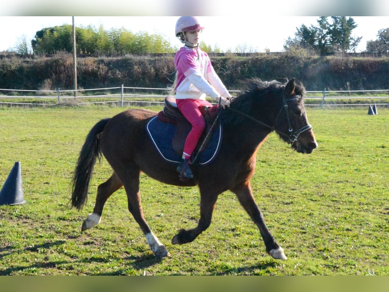 Poni clásico Yegua 6 años 125 cm Castaño in Montauban
