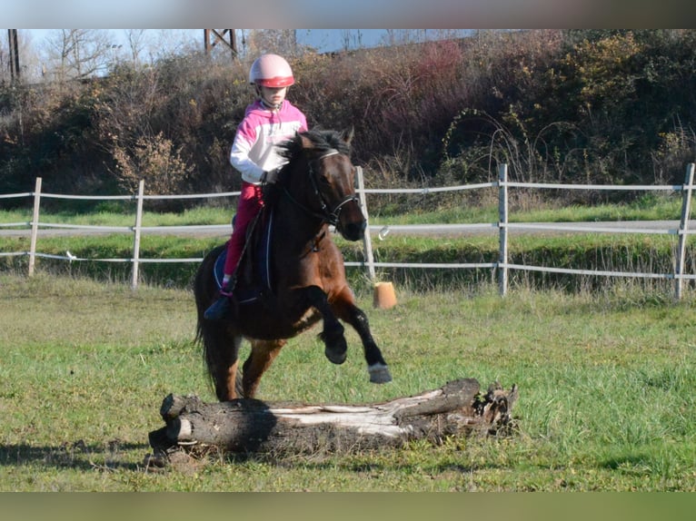 Poni clásico Yegua 6 años 125 cm Castaño in Montauban