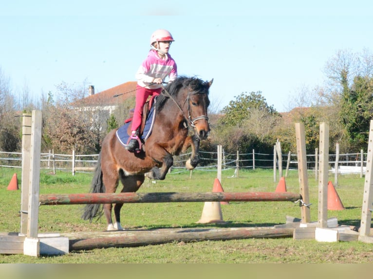 Poni clásico Yegua 6 años 125 cm Castaño in Montauban