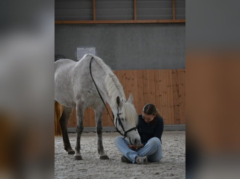 Poni clásico Yegua 6 años Porcelana in Nijkerk