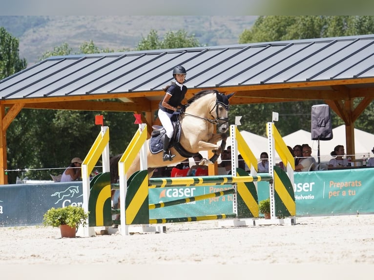 Poni clásico Mestizo Yegua 7 años 147 cm Bayo in Gava