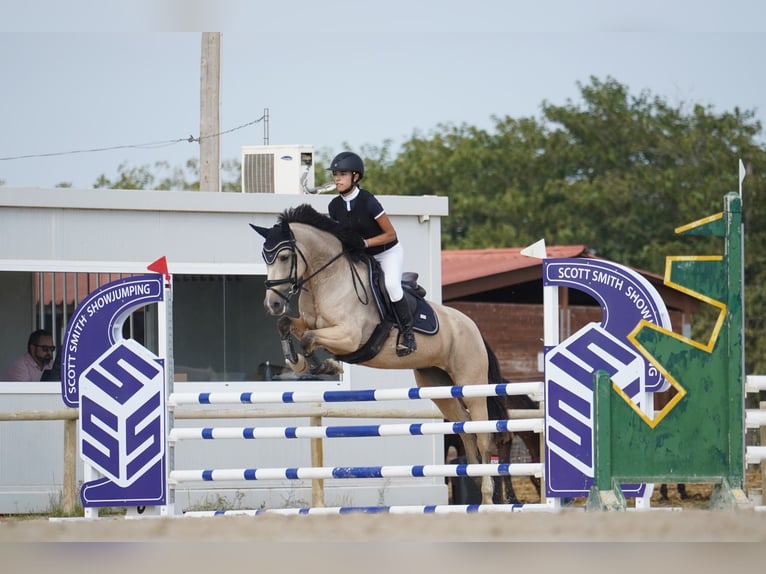 Poni clásico Mestizo Yegua 7 años 147 cm Bayo in Gava