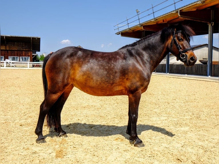 Poni clásico Yegua 8 años 125 cm Castaño oscuro in Dietikon