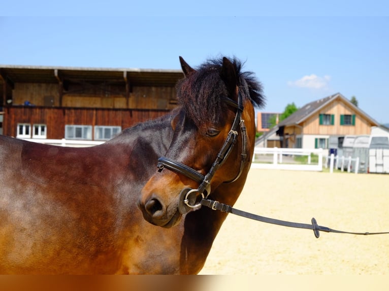 Poni clásico Yegua 8 años 125 cm Castaño oscuro in Dietikon