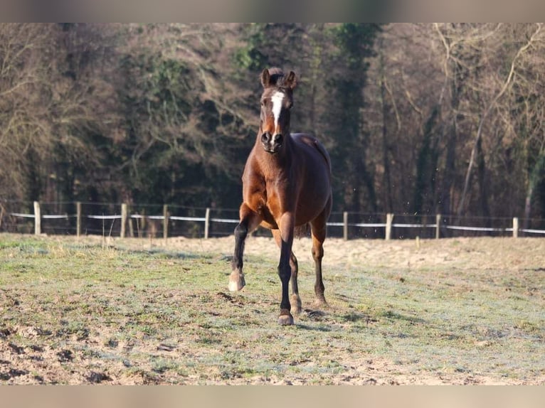 Poni clásico Mestizo Yegua 8 años 137 cm Castaño oscuro in Tosse