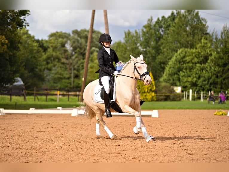 Poni clásico Yegua 8 años 144 cm Cremello in Jelgava