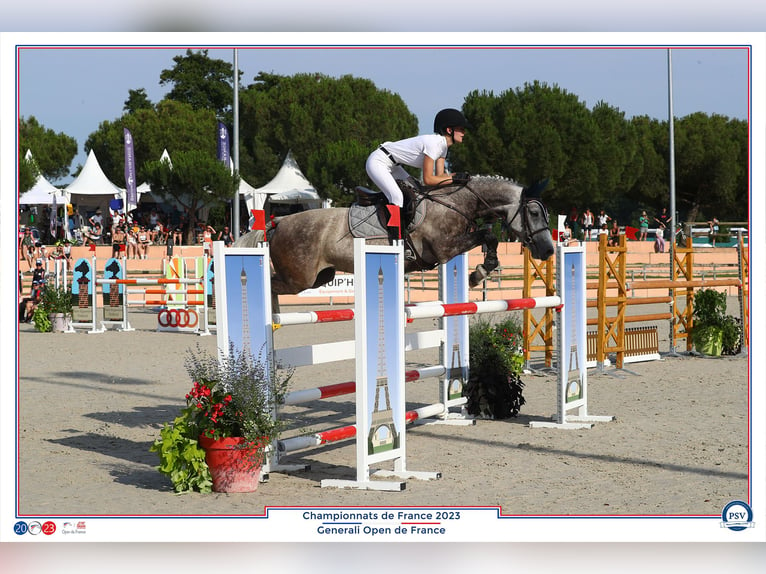 Poni clásico Yegua 8 años 148 cm Tordo in Boisredon