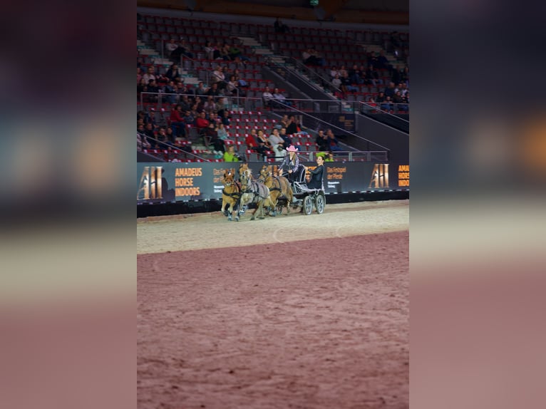 Poni clásico Mestizo Yegua 9 años 105 cm Alazán in Mäder
