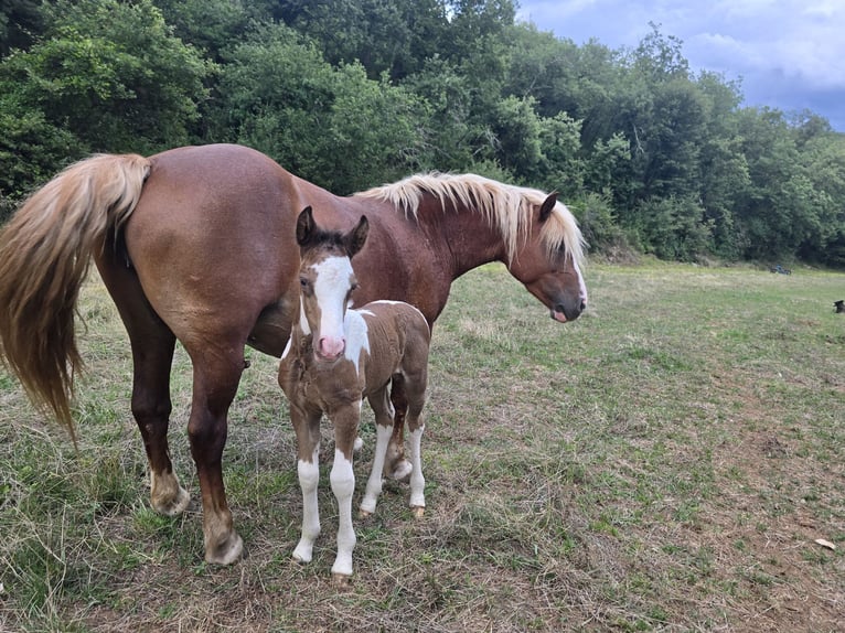 Poni clásico Mestizo Yegua Potro (07/2025) 145 cm Champán in Rompon