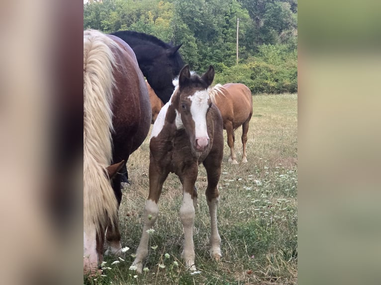Poni clásico Mestizo Yegua Potro (07/2025) 145 cm Champán in Rompon