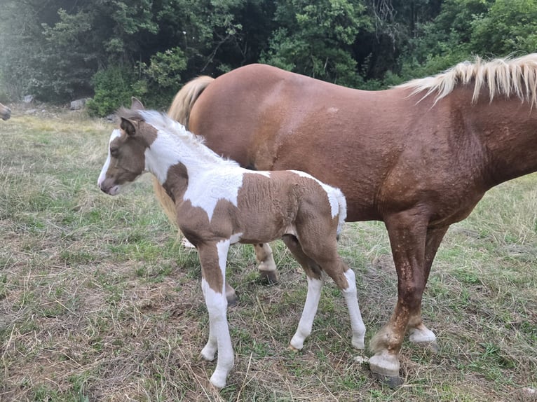 Poni clásico Mestizo Yegua Potro (07/2025) 145 cm Champán in Rompon