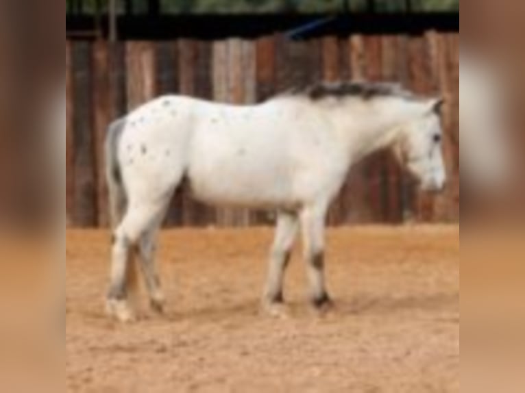 Poni cuarto de milla Caballo castrado 10 años 104 cm White/Blanco in Joshua TX