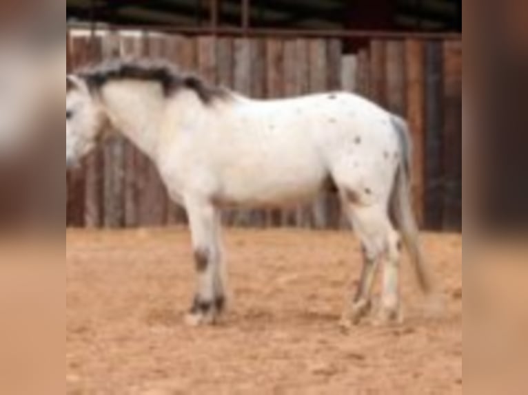 Poni cuarto de milla Caballo castrado 10 años 104 cm White/Blanco in Joshua TX