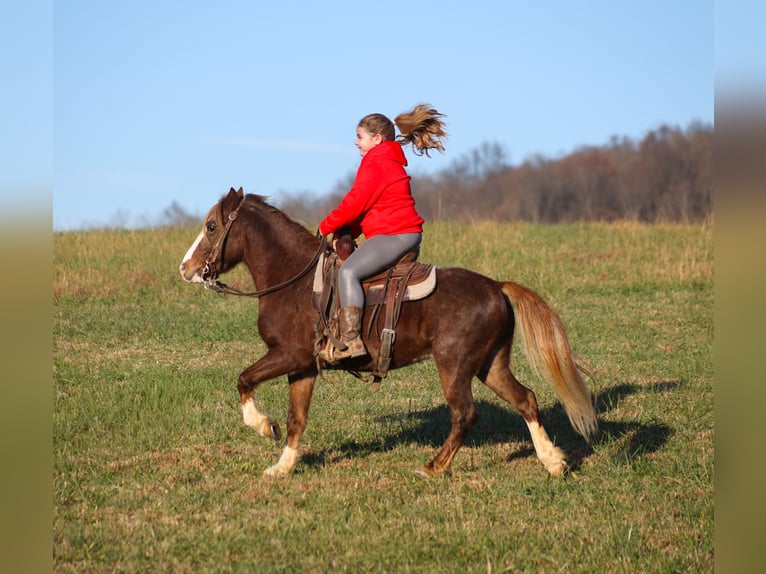 Poni cuarto de milla Caballo castrado 10 años 122 cm Ruano alazán in Brodhead