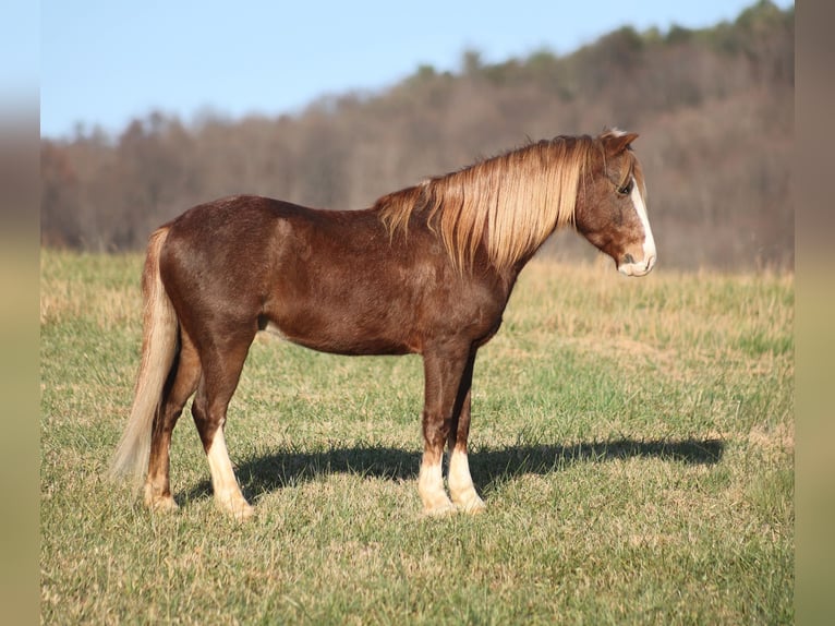 Poni cuarto de milla Caballo castrado 10 años 122 cm Ruano alazán in Brodhead
