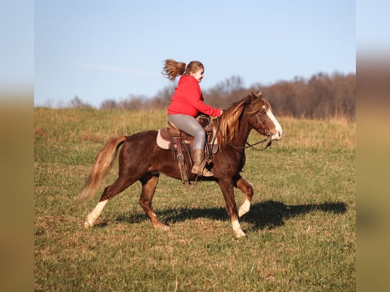 Poni cuarto de milla Caballo castrado 10 años 122 cm Ruano alazán in Brodhead