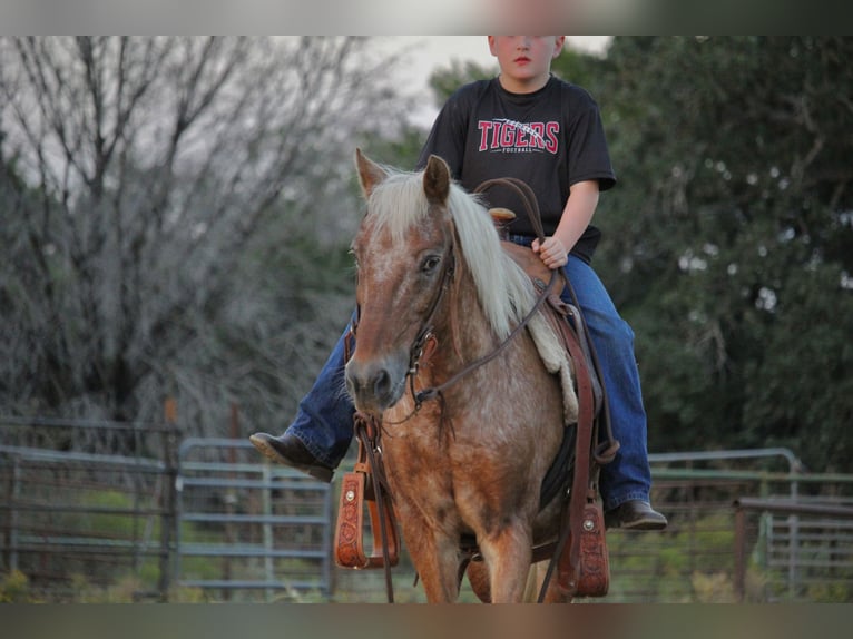 Poni cuarto de milla Caballo castrado 10 años 130 cm Alazán rojizo in Granbury