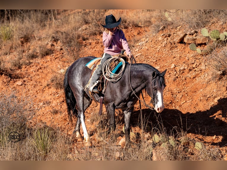 Poni cuarto de milla Caballo castrado 10 años 130 cm Negro in Canyon