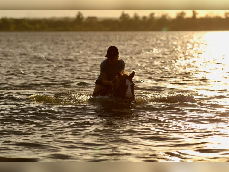 Poni cuarto de milla Caballo castrado 10 años 132 cm Alazán rojizo in Decatur, TX