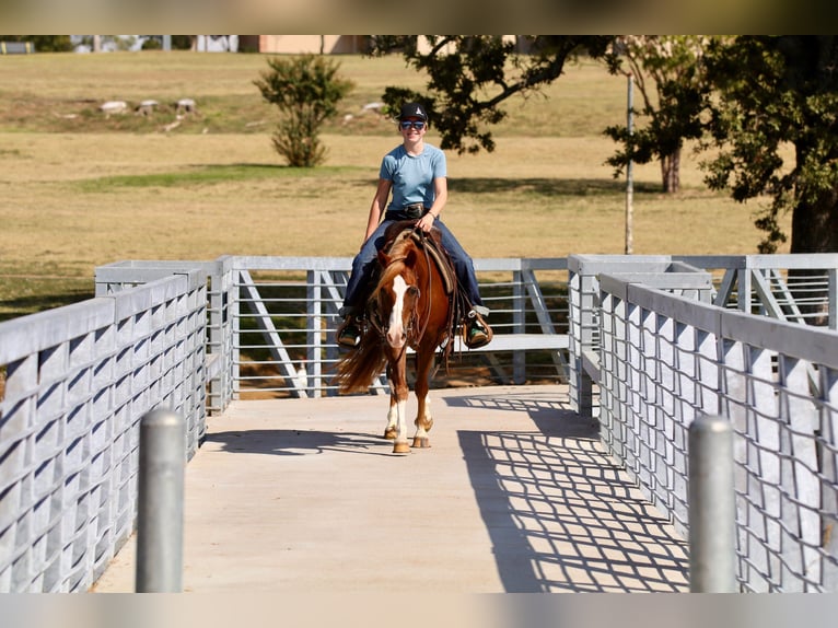 Poni cuarto de milla Caballo castrado 10 años 132 cm Alazán rojizo in Decatur, TX