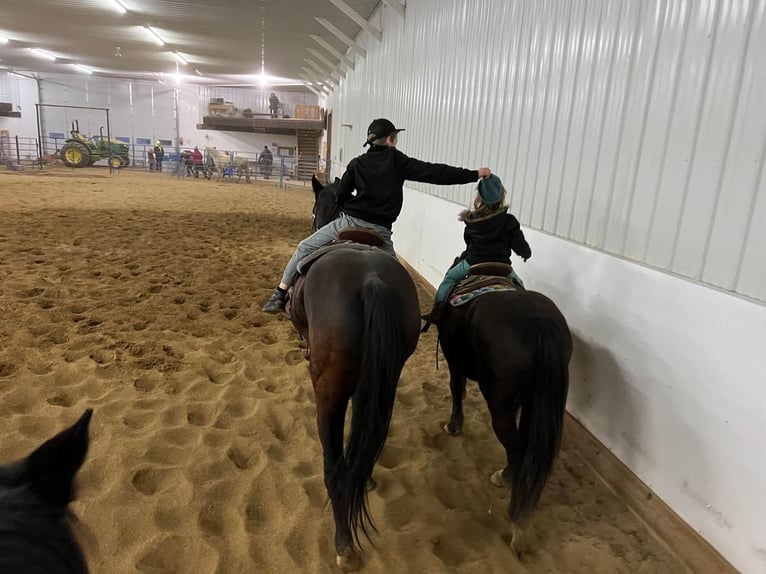 Poni cuarto de milla Caballo castrado 10 años 137 cm Negro in Valley Springs, SD