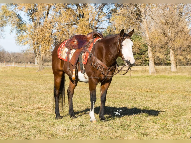 Poni cuarto de milla Caballo castrado 10 años 140 cm Castaño rojizo in Grand Island