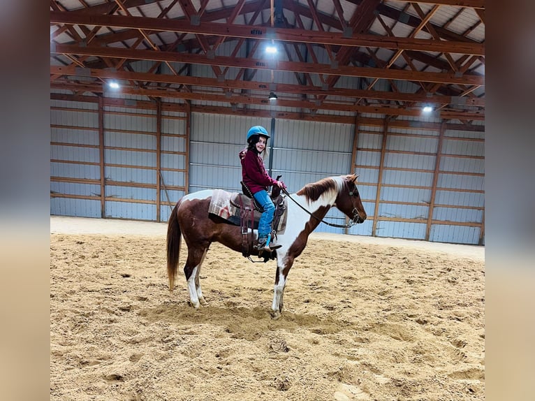 Poni cuarto de milla Caballo castrado 10 años 142 cm Tobiano-todas las-capas in Brownstown, IL