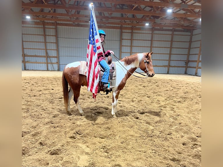 Poni cuarto de milla Caballo castrado 10 años 142 cm Tobiano-todas las-capas in Brownstown, IL