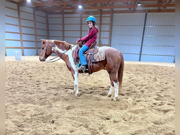 Poni cuarto de milla Caballo castrado 10 años 142 cm Tobiano-todas las-capas in Brownstown, IL