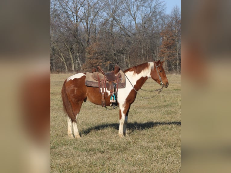 Poni cuarto de milla Caballo castrado 10 años 142 cm Tobiano-todas las-capas in Brownstown, IL