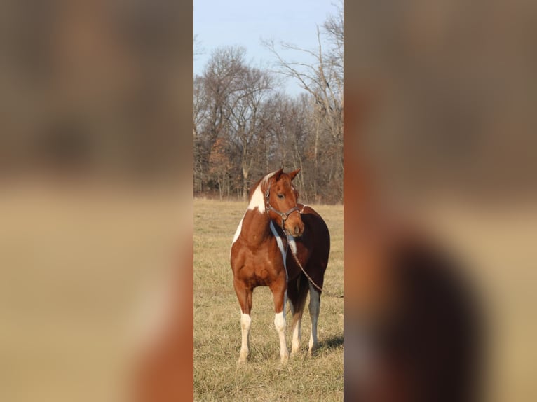 Poni cuarto de milla Caballo castrado 10 años 142 cm Tobiano-todas las-capas in Brownstown, IL