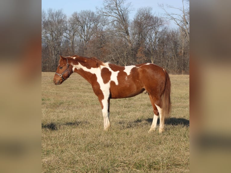 Poni cuarto de milla Caballo castrado 10 años 142 cm Tobiano-todas las-capas in Brownstown, IL