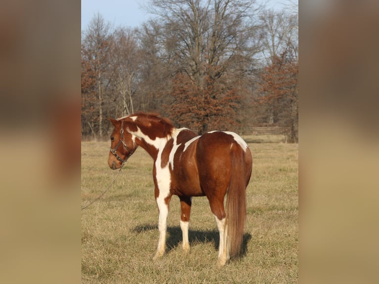 Poni cuarto de milla Caballo castrado 10 años 142 cm Tobiano-todas las-capas in Brownstown, IL