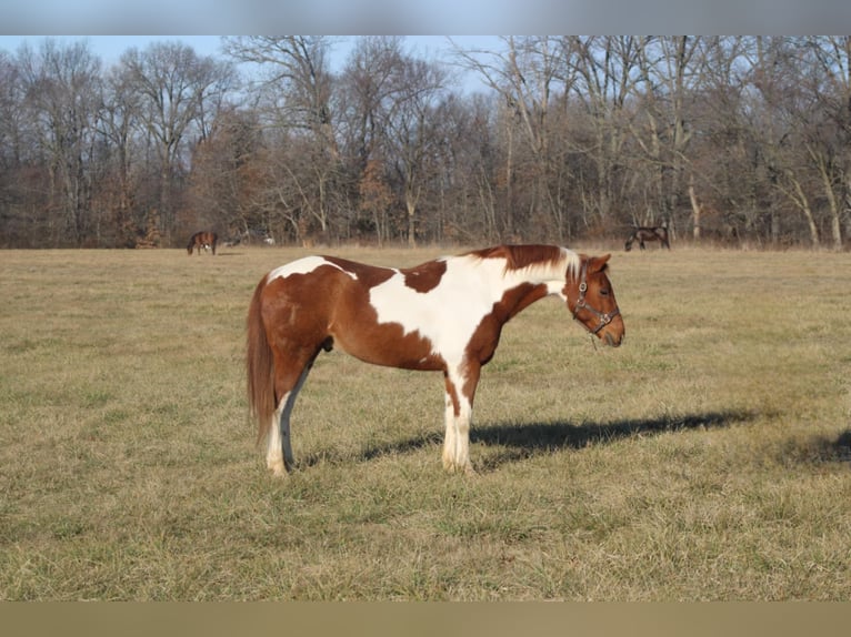 Poni cuarto de milla Caballo castrado 10 años 142 cm Tobiano-todas las-capas in Brownstown, IL