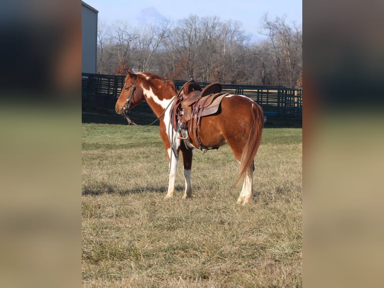 Poni cuarto de milla Caballo castrado 10 años 142 cm Tobiano-todas las-capas in Brownstown, IL