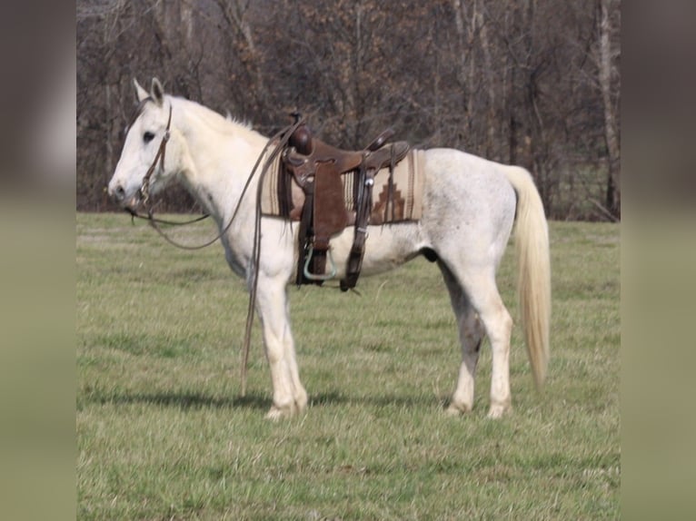 Poni cuarto de milla Caballo castrado 10 años 142 cm Tobiano-todas las-capas in Charleston