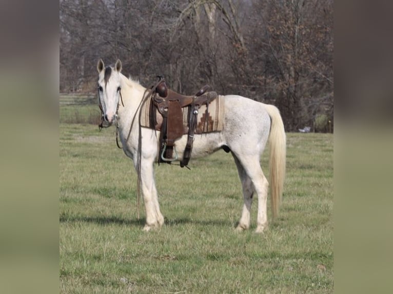 Poni cuarto de milla Caballo castrado 10 años 142 cm Tobiano-todas las-capas in Charleston