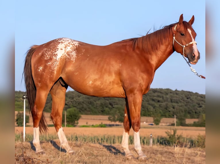 Poni cuarto de milla Mestizo Caballo castrado 10 años 152 cm Alazán in Maria Ponsee