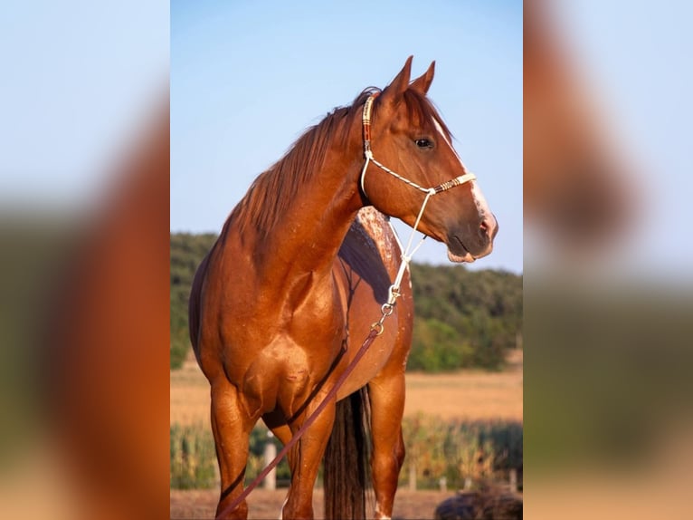 Poni cuarto de milla Mestizo Caballo castrado 10 años 152 cm Alazán in Maria Ponsee