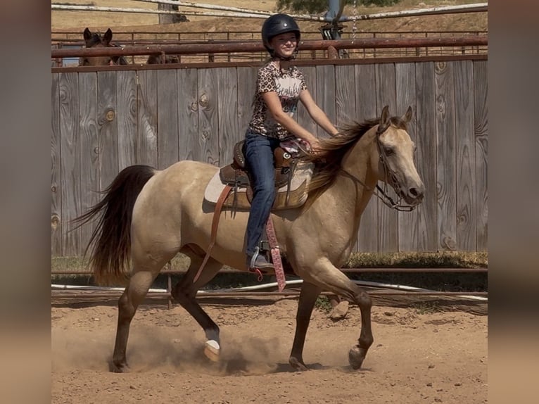 Poni cuarto de milla Caballo castrado 10 años Buckskin/Bayo in Weatherford