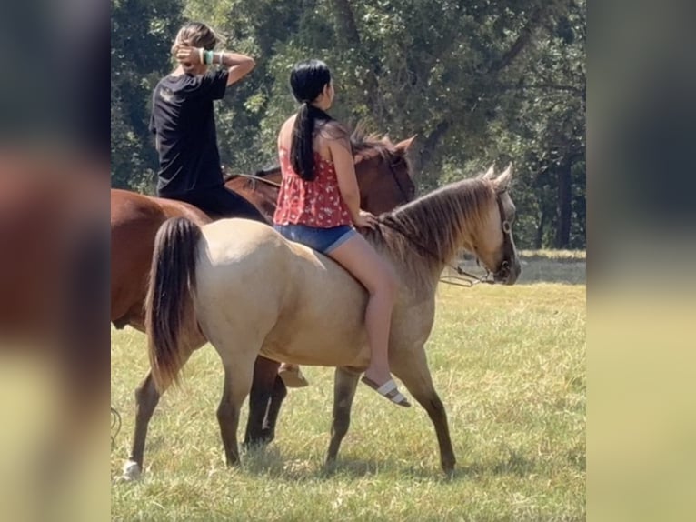 Poni cuarto de milla Caballo castrado 10 años Buckskin/Bayo in Weatherford