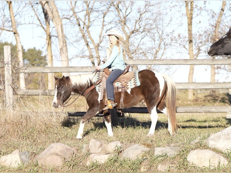 Poni cuarto de milla Caballo castrado 11 años 122 cm in Nevis, MN