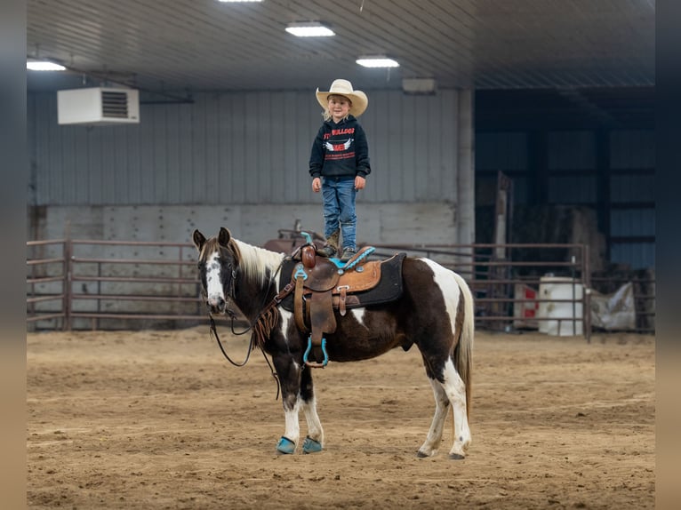 Poni cuarto de milla Caballo castrado 11 años 122 cm in Nevis, MN