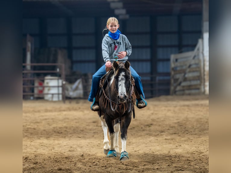 Poni cuarto de milla Caballo castrado 11 años 122 cm in Nevis, MN