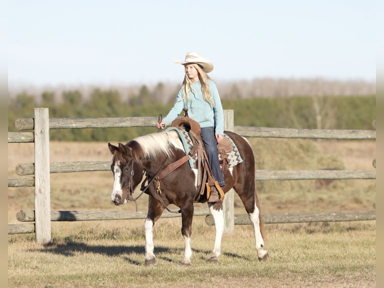 Poni cuarto de milla Caballo castrado 11 años 122 cm in Nevis, MN