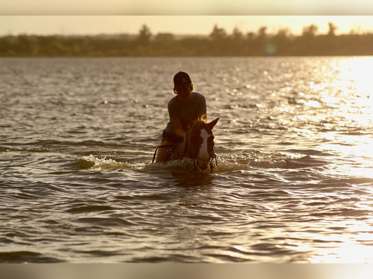 Poni cuarto de milla Caballo castrado 11 años 132 cm Alazán rojizo in Decatur, TX