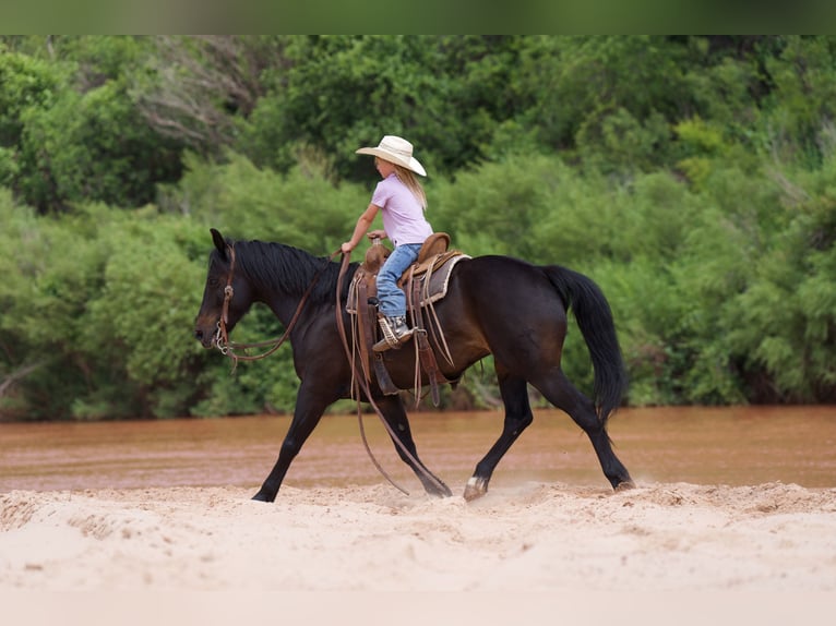 Poni cuarto de milla Caballo castrado 11 años 132 cm Castaño rojizo in Canyon