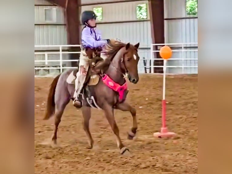 Poni cuarto de milla Caballo castrado 11 años 135 cm Ruano alazán in Weatherford